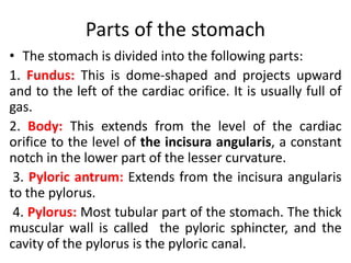 Parts of the stomach
• The stomach is divided into the following parts:
1. Fundus: This is dome-shaped and projects upward
and to the left of the cardiac orifice. It is usually full of
gas.
2. Body: This extends from the level of the cardiac
orifice to the level of the incisura angularis, a constant
notch in the lower part of the lesser curvature.
3. Pyloric antrum: Extends from the incisura angularis
to the pylorus.
4. Pylorus: Most tubular part of the stomach. The thick
muscular wall is called the pyloric sphincter, and the
cavity of the pylorus is the pyloric canal.
 