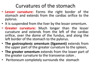 Curvatures of the stomach
• Lesser curvature: Forms the right border of the
stomach and extends from the cardiac orifice to the
pylorus.
• It is suspended from the liver by the lesser omentum.
• Greater curvature: Much longer than the lesser
curvature and extends from the left of the cardiac
orifice, over the dome of the fundus, and along the
left border of the stomach to the pylorus.
• The gastrosplenic omentum (ligament) extends from
the upper part of the greater curvature to the spleen,
• The greater omentum extends from the lower part of
the greater curvature to the transverse colon .
• Peritoneum completely surrounds the stomach
 