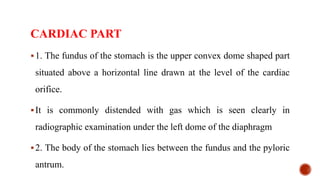 CARDIAC PART
1. The fundus of the stomach is the upper convex dome shaped part
situated above a horizontal line drawn at the level of the cardiac
orifice.
It is commonly distended with gas which is seen clearly in
radiographic examination under the left dome of the diaphragm
2. The body of the stomach lies between the fundus and the pyloric
antrum.
 