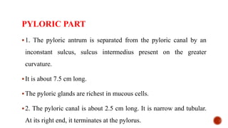 PYLORIC PART
1. The pyloric antrum is separated from the pyloric canal by an
inconstant sulcus, sulcus intermedius present on the greater
curvature.
It is about 7.5 cm long.
The pyloric glands are richest in mucous cells.
2. The pyloric canal is about 2.5 cm long. It is narrow and tubular.
At its right end, it terminates at the pylorus.
 