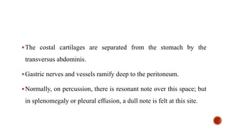 The costal cartilages are separated from the stomach by the
transversus abdominis.
Gastric nerves and vessels ramify deep to the peritoneum.
Normally, on percussion, there is resonant note over this space; but
in splenomegaly or pleural effusion, a dull note is felt at this site.
 