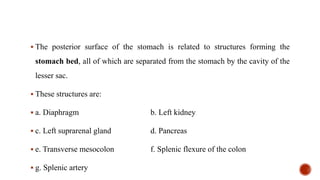  The posterior surface of the stomach is related to structures forming the
stomach bed, all of which are separated from the stomach by the cavity of the
lesser sac.
 These structures are:
 a. Diaphragm b. Left kidney
 c. Left suprarenal gland d. Pancreas
 e. Transverse mesocolon f. Splenic flexure of the colon
 g. Splenic artery
 