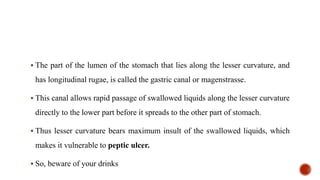  The part of the lumen of the stomach that lies along the lesser curvature, and
has longitudinal rugae, is called the gastric canal or magenstrasse.
 This canal allows rapid passage of swallowed liquids along the lesser curvature
directly to the lower part before it spreads to the other part of stomach.
 Thus lesser curvature bears maximum insult of the swallowed liquids, which
makes it vulnerable to peptic ulcer.
 So, beware of your drinks
 