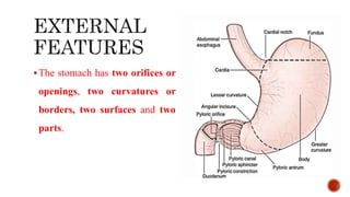 The stomach has two orifices or
openings, two curvatures or
borders, two surfaces and two
parts.
 