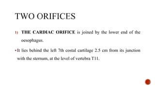 1) THE CARDIAC ORIFICE is joined by the lower end of the
oesophagus.
It lies behind the left 7th costal cartilage 2.5 cm from its junction
with the sternum, at the level of vertebra T11.
 