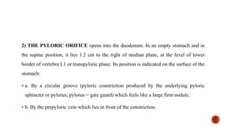 2) THE PYLORIC ORIFICE opens into the duodenum. In an empty stomach and in
the supine position, it lies 1.2 cm to the right of median plane, at the level of lower
border of vertebra L1 or transpyloric plane. Its position is indicated on the surface of the
stomach:
 a. By a circular groove (pyloric constriction produced by the underlying pyloric
sphincter or pylorus; pylorus = gate guard) which feels like a large firm nodule.
 b. By the prepyloric vein which lies in front of the constriction.
 