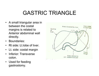 Large Intestine Triangle Stomach gross anatomy of stomach ppt .pdf
