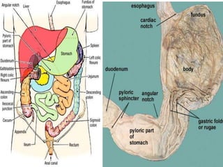 Comprehensive Anatomy and Function of the Peritoneum and Stomach | PDF