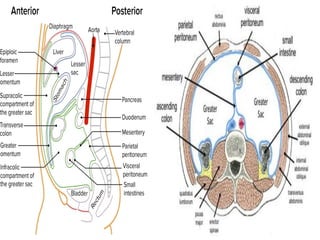 Comprehensive Anatomy and Function of the Peritoneum and Stomach | PDF