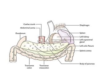 Comprehensive Anatomy and Function of the Peritoneum and Stomach | PDF