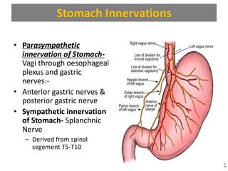 Comprehensive Anatomy and Function of the Peritoneum and Stomach | PDF