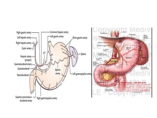 Comprehensive Anatomy and Function of the Peritoneum and Stomach | PDF