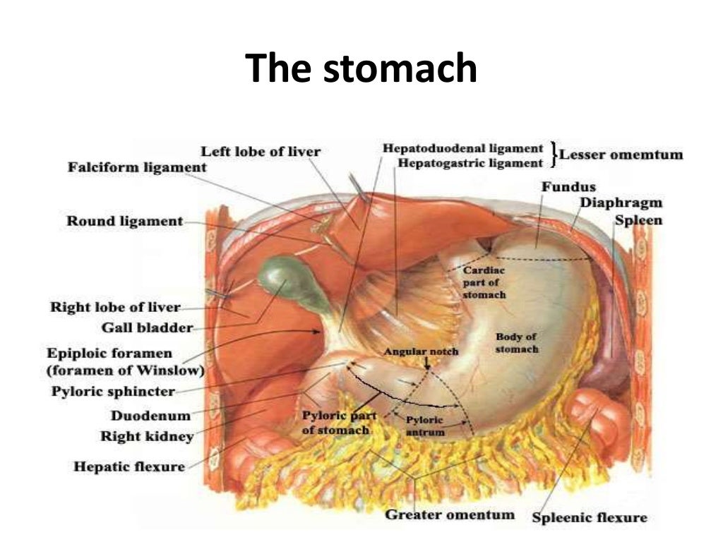 Above The Stomach Is Charted As Occurring In The