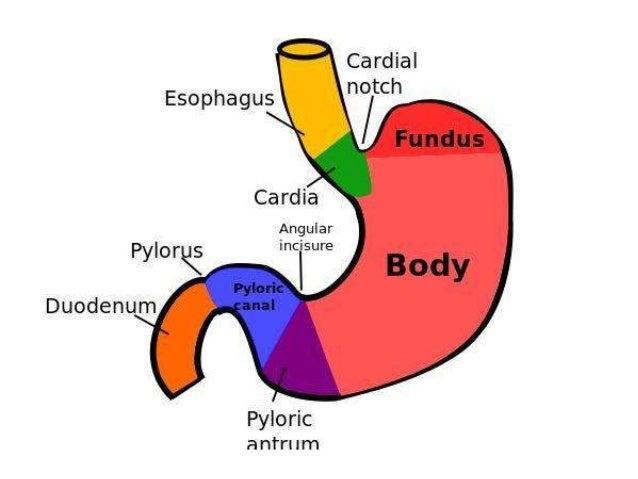 Liver Definition For Kids Liver Definition For Kids