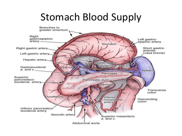 Stomach anatomy