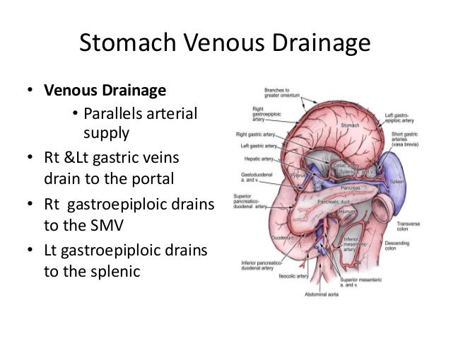 Surgical Anatomy Of Gastric Lymphatic Drainage – GIDK