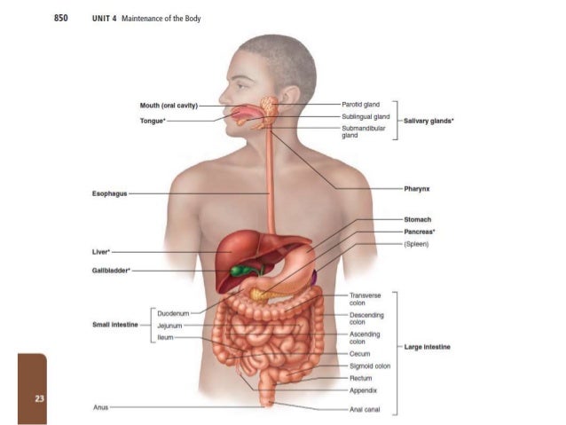 stomach anatomy anatomy of stomach