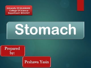 University Of SULAIMANI
   College Of Science
  Department: BIOLOGY




        Stomach
Prepared
   by:

                  Peshawa Yasin
 