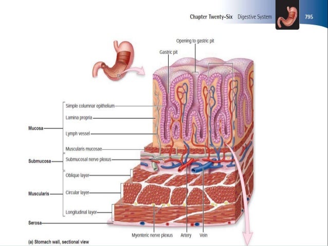 Stomach diagram of pylorus 