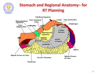 Stomach and Regional Anatomy– for
RT Planning
25
 