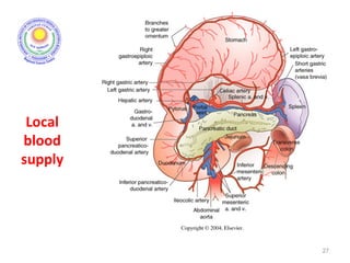 Local
blood
supply
27
 