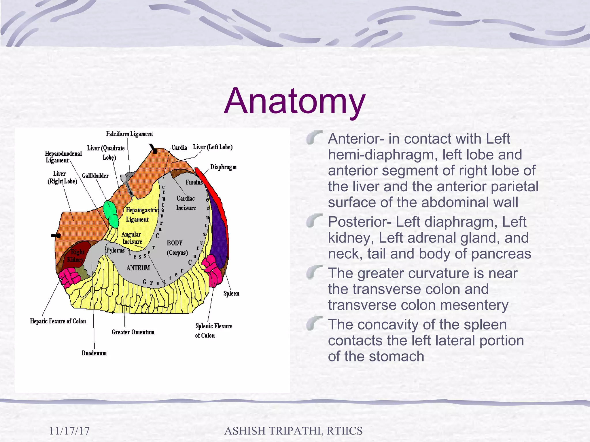 THE STOMACH BOUNDLESS ANATOMY AND PHYSIOLOGY visual data 5