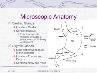Microscopic Anatomy
Cardiac Glands
Location- Cardia
Contain mucous
Function- secrete
mucous (provides a
protective coat for lining
of stomach)
Oxyntic Glands
Most distinctive feature
of the stomach
Location- Fundus and
Corpus
Contains many cell types
ASHISH TRIPATHI, RTIICS11/17/17
 