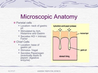 Microscopic Anatomy
Parietal cells
Location- neck of gastric
pit
Stimulated by Ach,
Histamine and Gastrin
Secretes HCl + Intrinsic
Factor
Chief Cells
Location- base of
gastric pit
Stimulus- Vagal
Secretes Pepsinogen
(eventually leads to
pepsin- digestive
enzyme)
ASHISH TRIPATHI, RTIICS11/17/17
 
