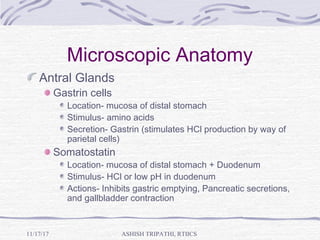 Microscopic Anatomy
Antral Glands
Gastrin cells
Location- mucosa of distal stomach
Stimulus- amino acids
Secretion- Gastrin (stimulates HCl production by way of
parietal cells)
Somatostatin
Location- mucosa of distal stomach + Duodenum
Stimulus- HCl or low pH in duodenum
Actions- Inhibits gastric emptying, Pancreatic secretions,
and gallbladder contraction
ASHISH TRIPATHI, RTIICS11/17/17
 