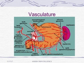 Vasculature
ASHISH TRIPATHI, RTIICS11/17/17
 