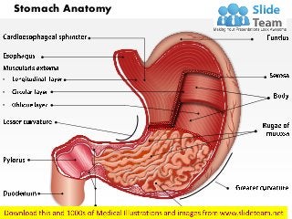 Stomach Anatomy
•
•
•
 