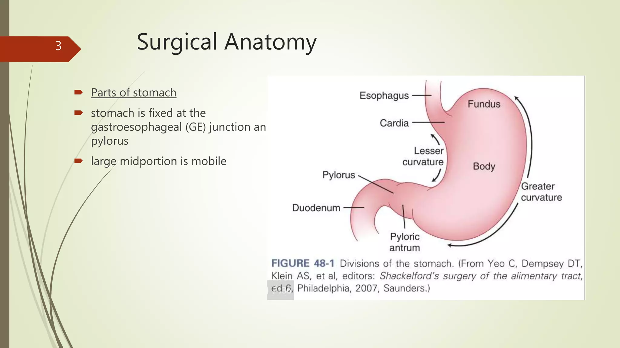 Stomach and duodenum anatomy and physiology | PPT