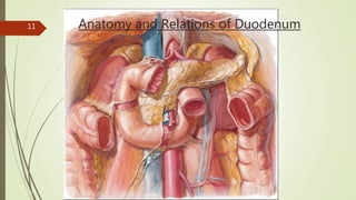Anatomy and Relations of Duodenum11
 