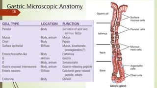 Gastric Microscopic Anatomy
16
 
