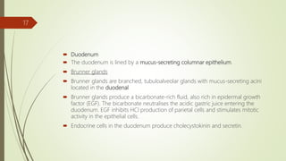  Duodenum
 The duodenum is lined by a mucus-secreting columnar epithelium.
 Brunner glands
 Brunner glands are branched, tubuloalveolar glands with mucus-secreting acini
located in the duodenal
 Brunner glands produce a bicarbonate-rich fluid, also rich in epidermal growth
factor (EGF). The bicarbonate neutralises the acidic gastric juice entering the
duodenum. EGF inhibits HCl production of parietal cells and stimulates mitotic
activity in the epithelial cells.
 Endocrine cells in the duodenum produce cholecystokinin and secretin.
17
 