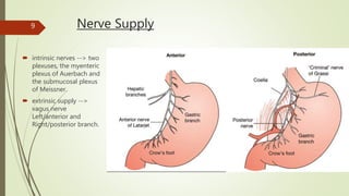 Nerve Supply
 intrinsic nerves --> two
plexuses, the myenteric
plexus of Auerbach and
the submucosal plexus
of Meissner.
 extrinsic supply -->
vagus nerve
Left/anterior and
Right/posterior branch.
9
 