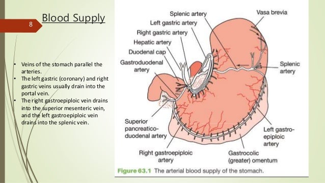 Stomach and duodenum anatomy and physiology