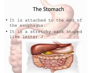 The Stomach
• It is attached to the end of
the esophagus.
• It is a stretchy sack shaped
like letter J.
 
