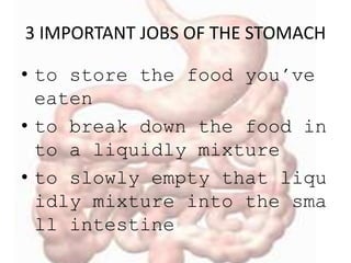 3 IMPORTANT JOBS OF THE STOMACH
• to store the food you've
eaten
• to break down the food in
to a liquidly mixture
• to slowly empty that liqu
idly mixture into the sma
ll intestine
 