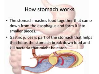 How stomach works
• The stomach mashes food together that came
down from the esophagus and form it into
smaller pieces.
• Gastric juices is part of the stomach that helps
that helps the stomach break down food and
kill bacteria that might be eaten.
 