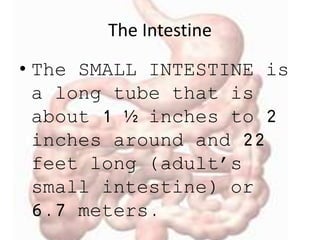 The Intestine
• The SMALL INTESTINE is
a long tube that is
about 1 ½ inches to 2
inches around and 22
feet long (adult’s
small intestine) or
6.7 meters.
 