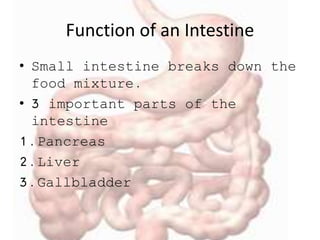 Function of an Intestine
• Small intestine breaks down the
food mixture.
• 3 important parts of the
intestine
1.Pancreas
2.Liver
3.Gallbladder
 