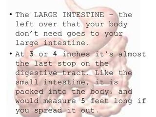 • The LARGE INTESTINE – the
left over that your body
don’t need goes to your
large intestine.
• At 3 or 4 inches it's almost
the last stop on the
digestive tract. Like the
small intestine, it is
packed into the body, and
would measure 5 feet long if
you spread it out.
 