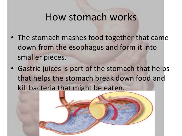 Stomach And Intestines stomach-and-intestines
