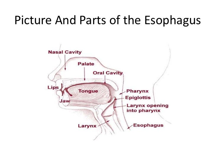 Stomach and the esophagus