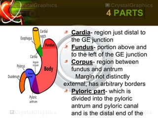 4 PARTS
Cardia- region just distal to
the GE junction
Fundus- portion above and
to the left of the GE junction
Corpus- region between
fundus and antrum
Margin not distinctly
external, has arbitrary borders
Pyloric part- which is
divided into the pyloric
antrum and pyloric canal
and is the distal end of the
 