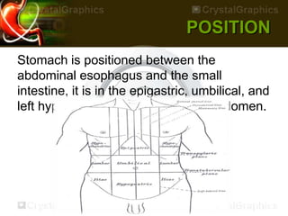 Stomach is positioned between the
abdominal esophagus and the small
intestine, it is in the epigastric, umbilical, and
left hypochondrium regions of the abdomen.
 