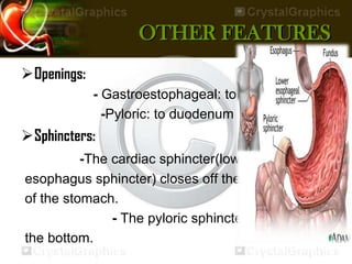 OTHER FEATURES
Openings:
- Gastroestophageal: to esophagus
-Pyloric: to duodenum
Sphincters:
-The cardiac sphincter(lower
esophagus sphincter) closes off the top end
of the stomach.
- The pyloric sphincter closes of
the bottom.
 