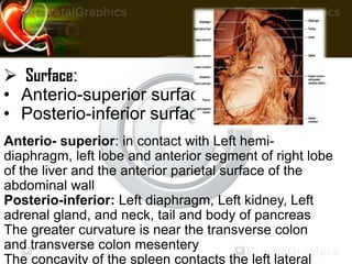 Anterio- superior: in contact with Left hemi-
diaphragm, left lobe and anterior segment of right lobe
of the liver and the anterior parietal surface of the
abdominal wall
Posterio-inferior: Left diaphragm, Left kidney, Left
adrenal gland, and neck, tail and body of pancreas
The greater curvature is near the transverse colon
and transverse colon mesentery
The concavity of the spleen contacts the left lateral
 Surface:
• Anterio-superior surface
• Posterio-inferior surface
 