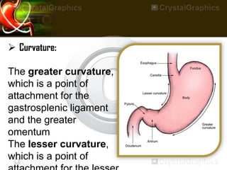  Curvature:
The greater curvature,
which is a point of
attachment for the
gastrosplenic ligament
and the greater
omentum
The lesser curvature,
which is a point of
 